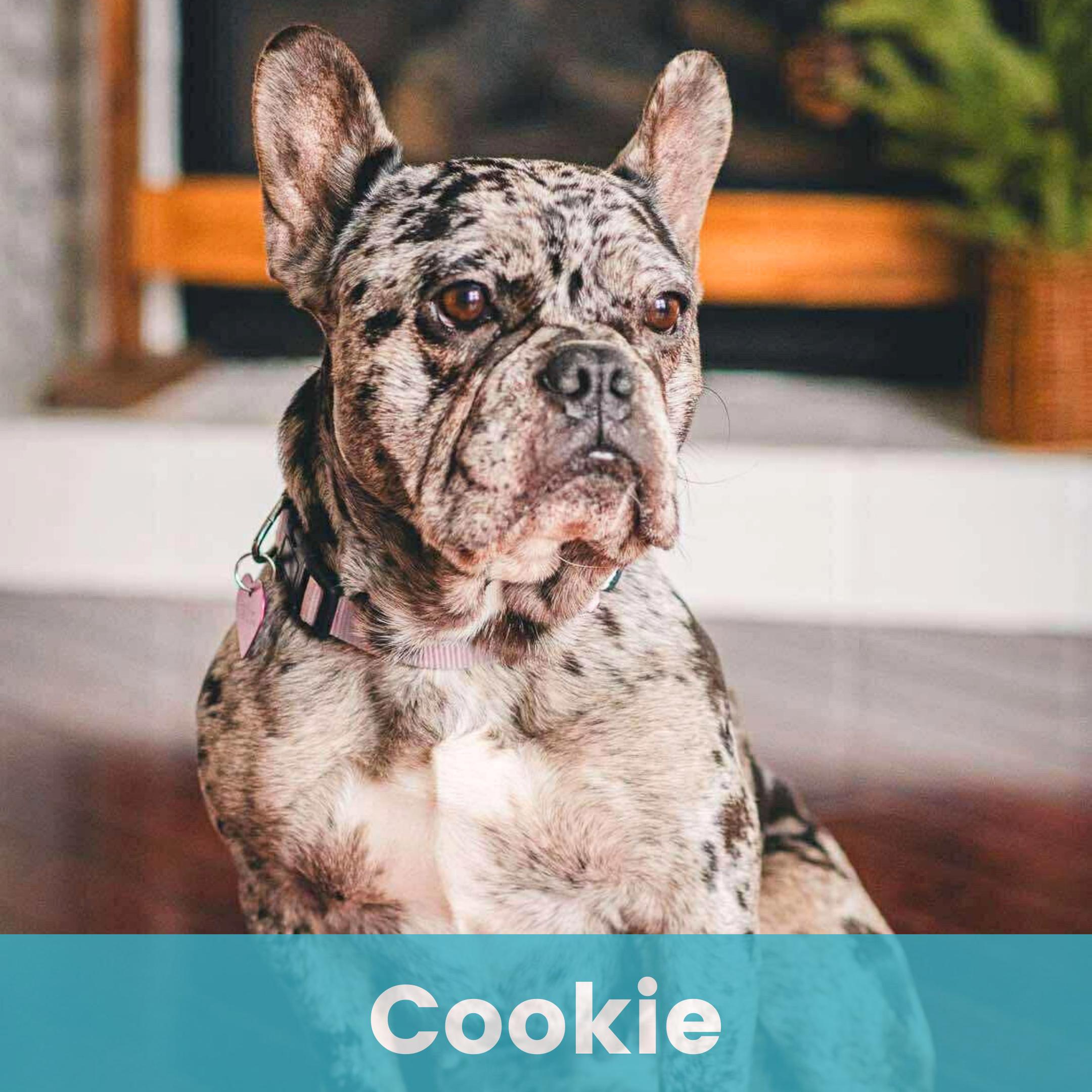 Cookie, ADOPTABLE, Young Female French Bulldog.