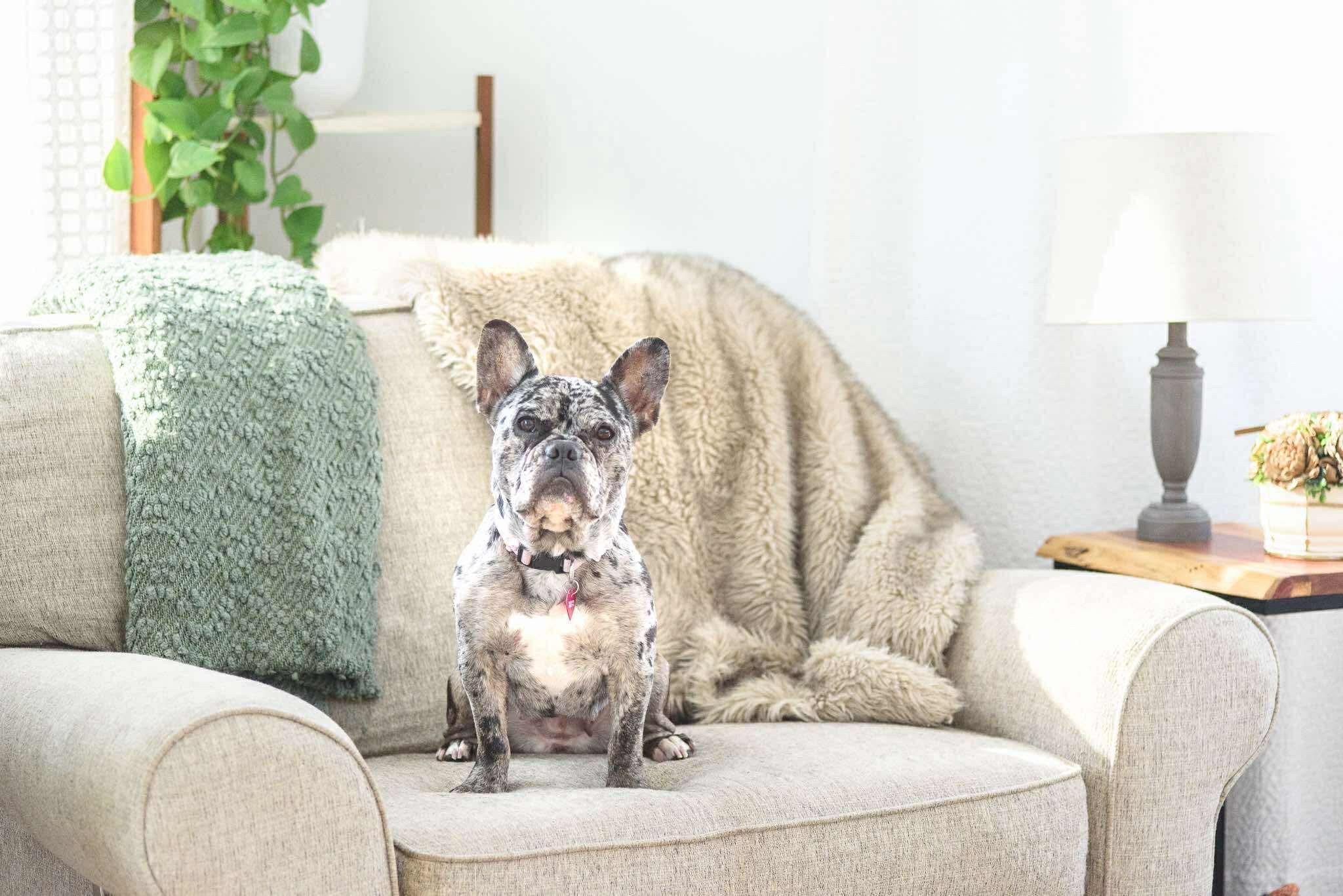 Cookie, a ADOPTABLE French Bulldog in Rochester , NY image 5/6