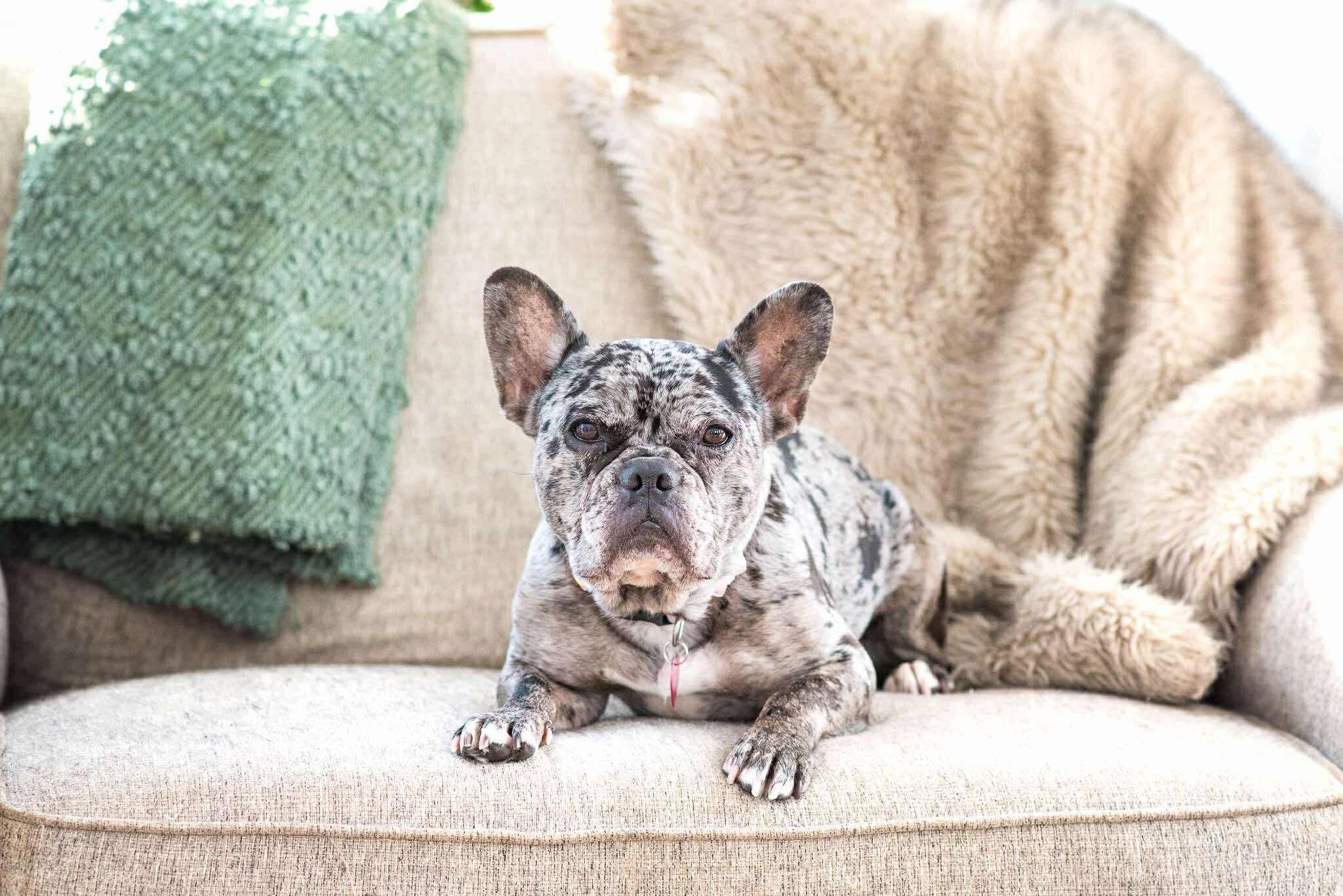 Cookie, a ADOPTABLE French Bulldog in Rochester , NY image 2/6