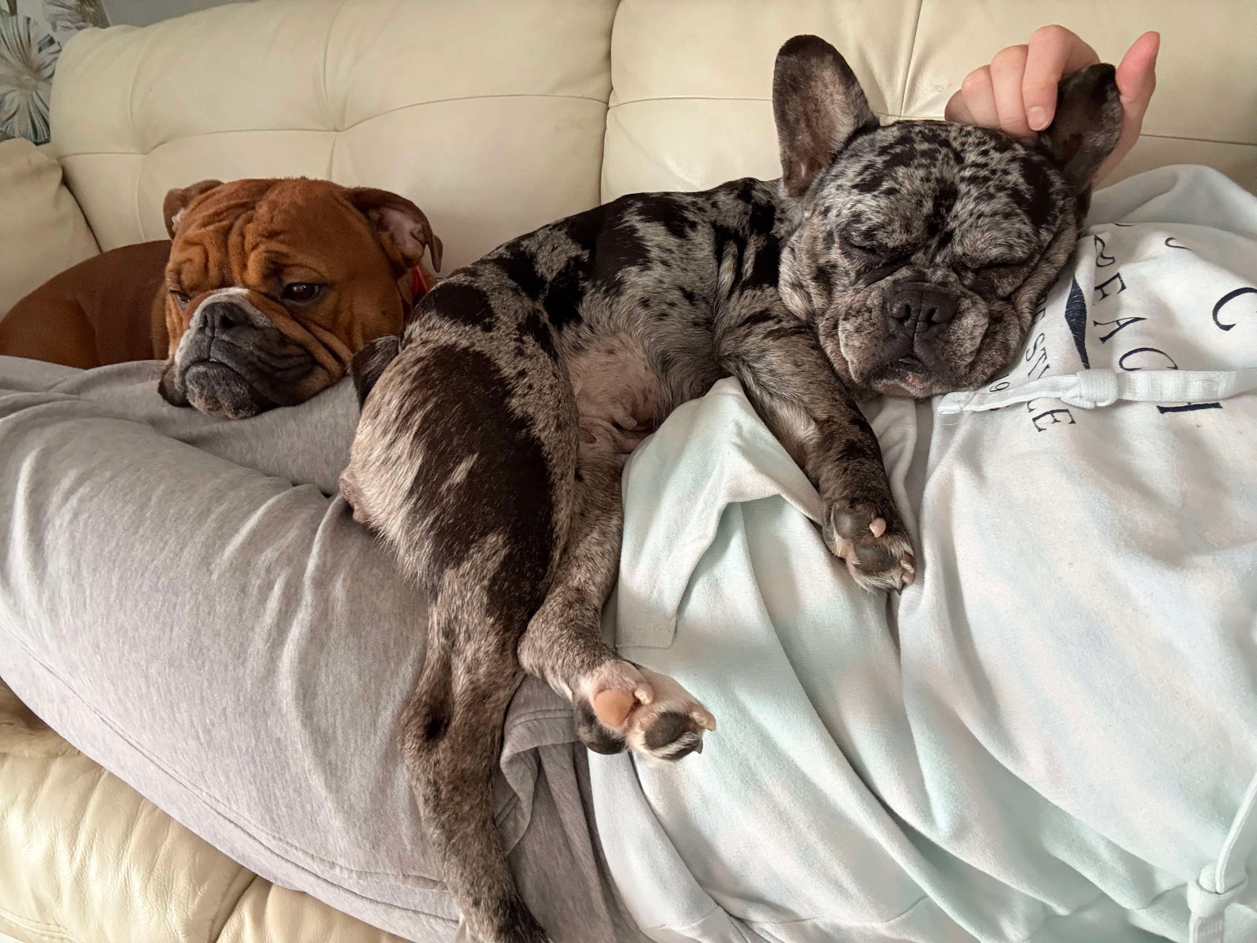 Cookie, a ADOPTABLE French Bulldog in Rochester , NY image 6/6