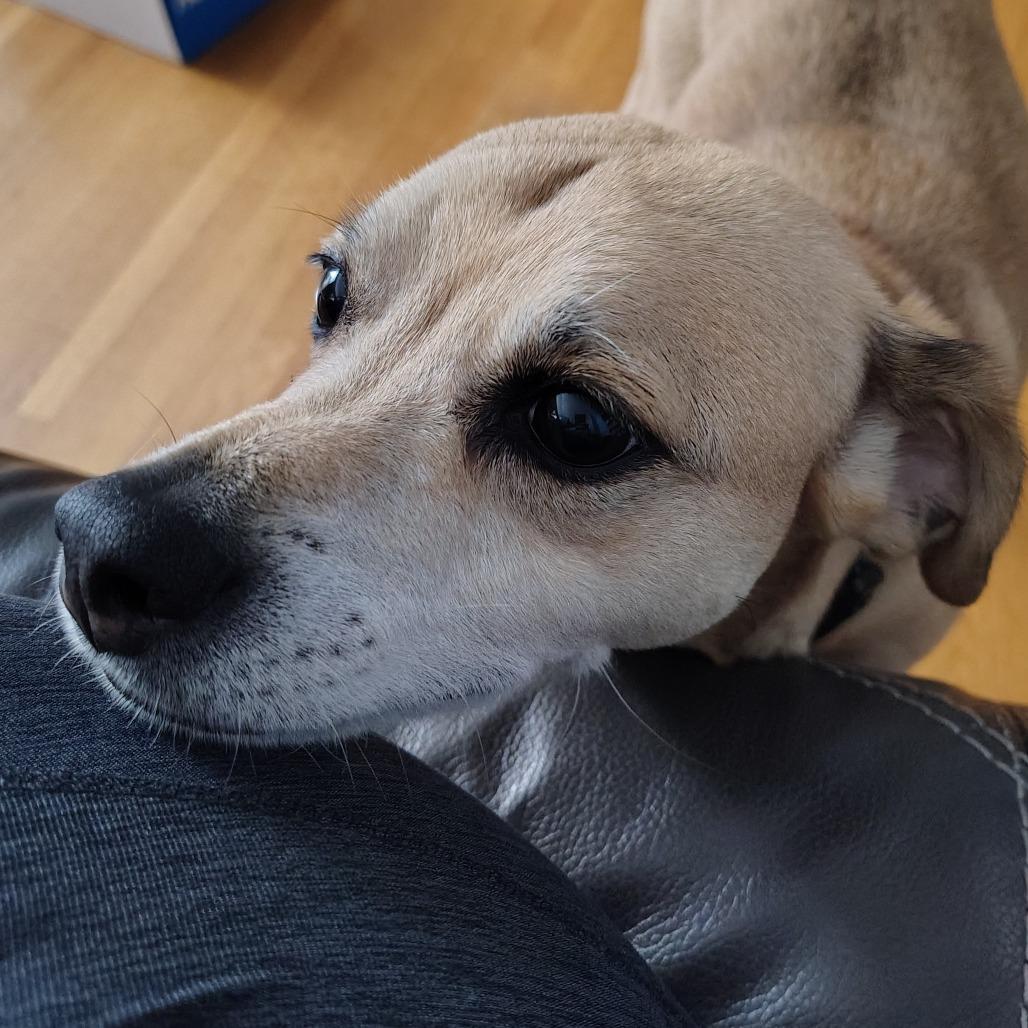 Dexter, Adoptable, Senior Male Labrador Retriever & Pug.