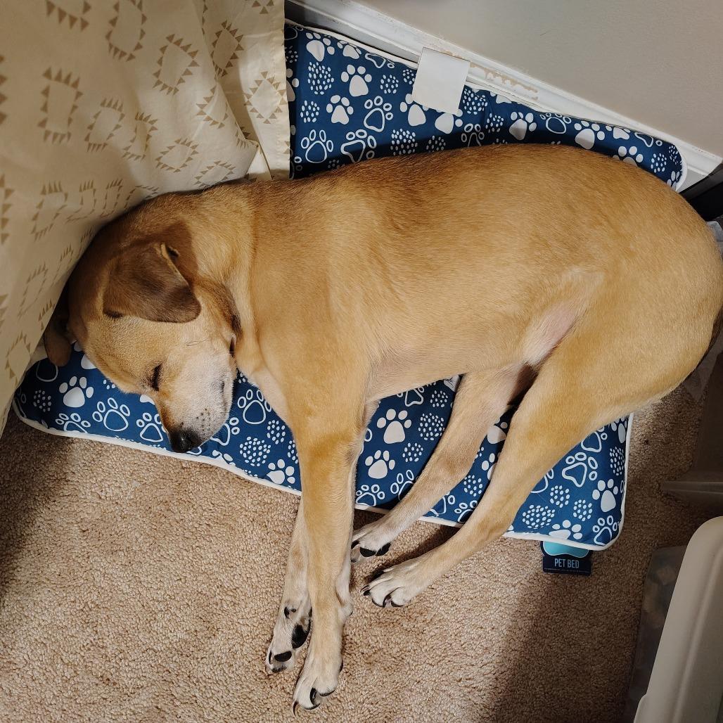 Enlarge Dexter, a Adoptable mixed breed in Bessemer, AL image 2/6