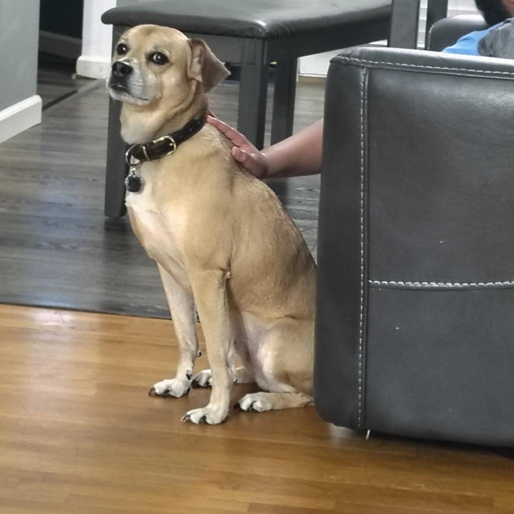 Enlarge Dexter, a Adoptable mixed breed in Bessemer, AL image 3/6