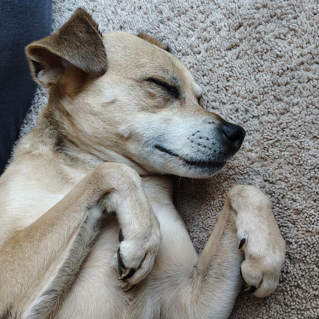 Enlarge Dexter, a Adoptable mixed breed in Bessemer, AL image 4/6