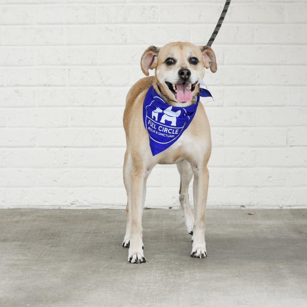 Enlarge Dexter, a Adoptable mixed breed in Bessemer, AL image 5/6