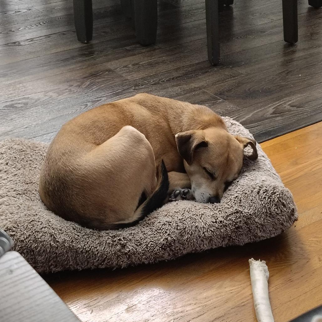 Enlarge Dexter, a Adoptable mixed breed in Bessemer, AL image 6/6