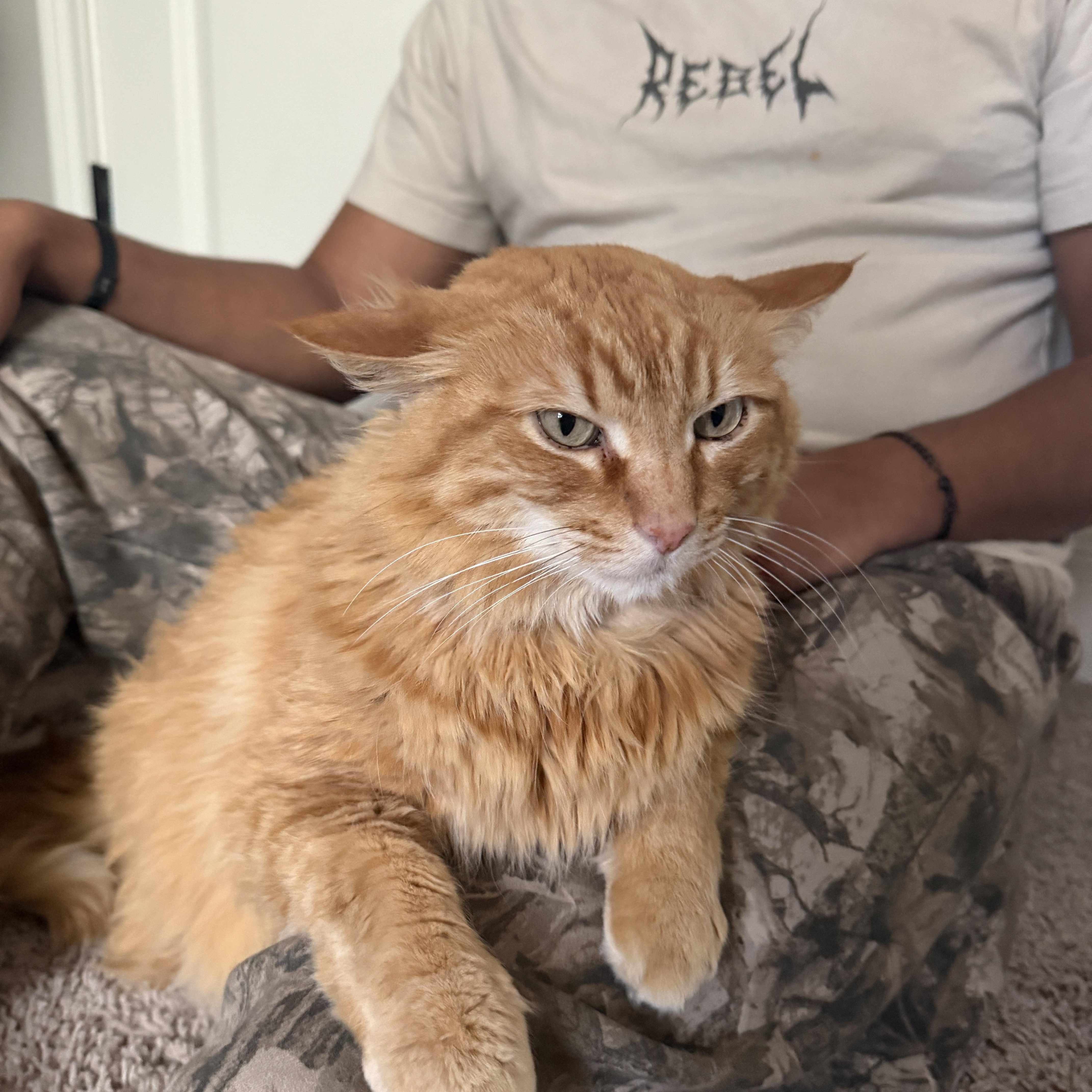 Cheetoh and Lola, adopted, Adult Male Domestic Long Hair.