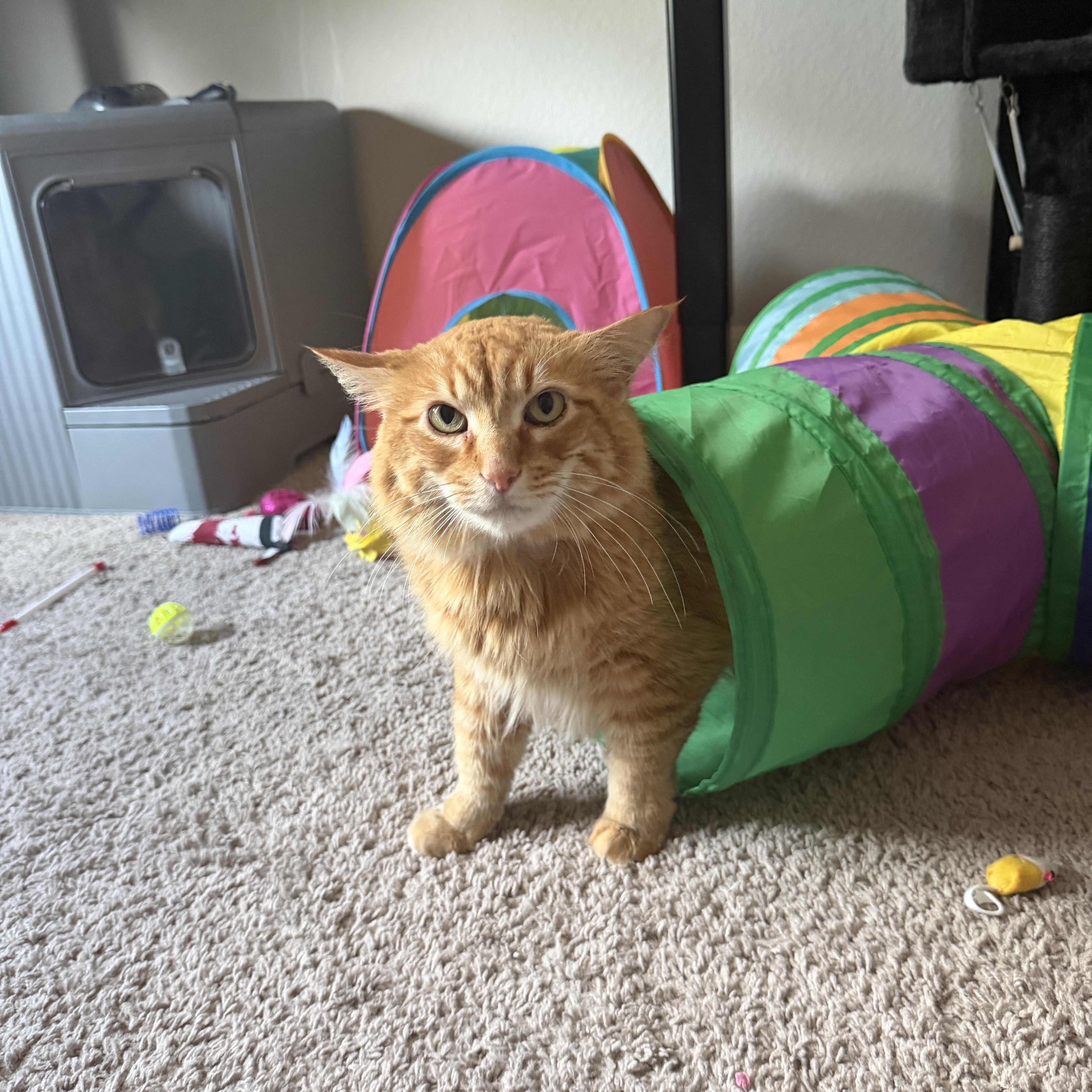 Cheetoh and Lola, an adopted Domestic Long Hair in Seguin, TX image 2/4