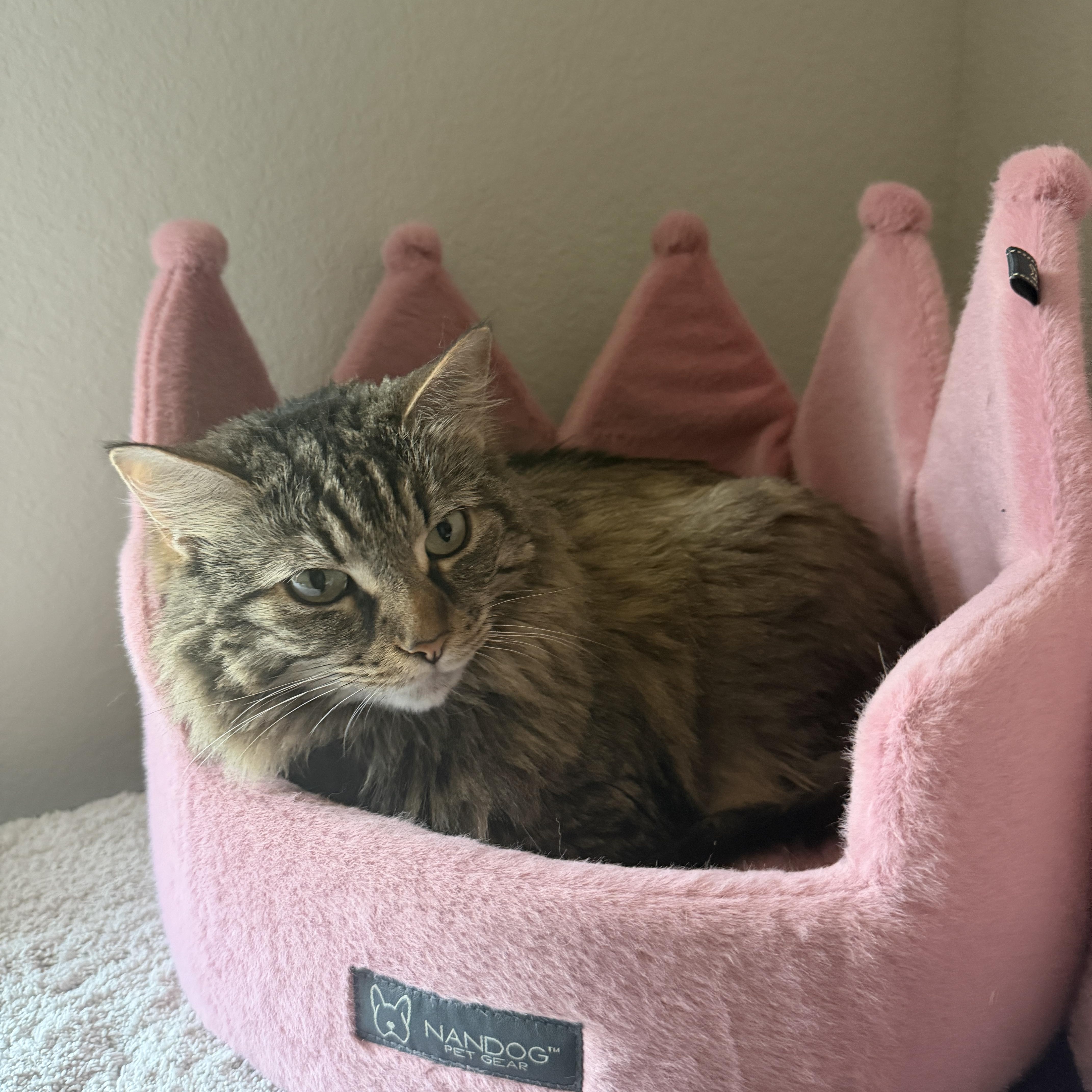 Cheetoh and Lola, an adopted Domestic Long Hair in Seguin, TX image 3/4