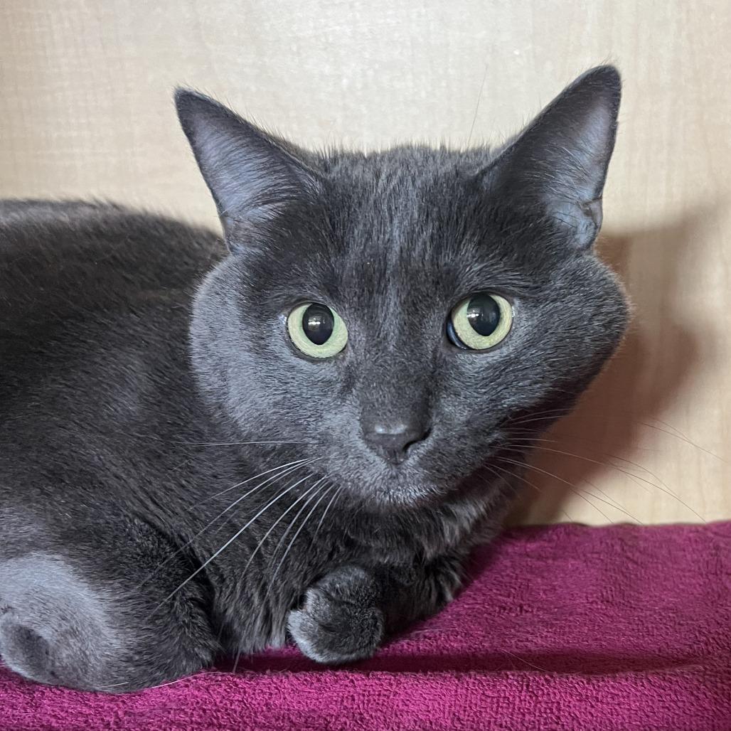Enlarge Joey, a Adoptable Domestic Short Hair in Chesapeake, VA image 1/1