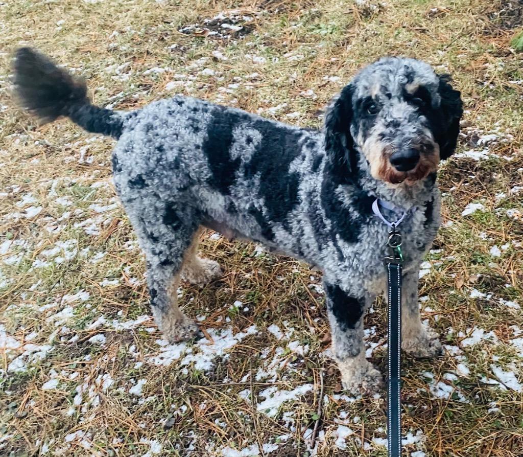 Georgette, Adoptable, Adult Female Poodle.