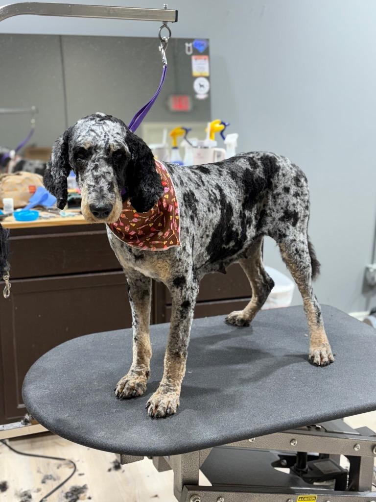 Enlarge Georgette, a Adoptable mixed breed in Valparaiso, IN image 2/2