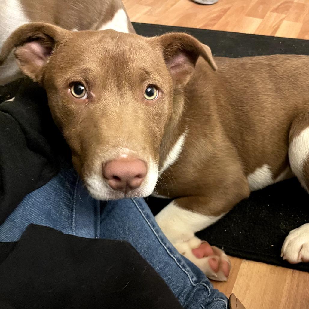 Willow, Adoptable, Puppy Female Labrador Retriever & Mixed Breed.