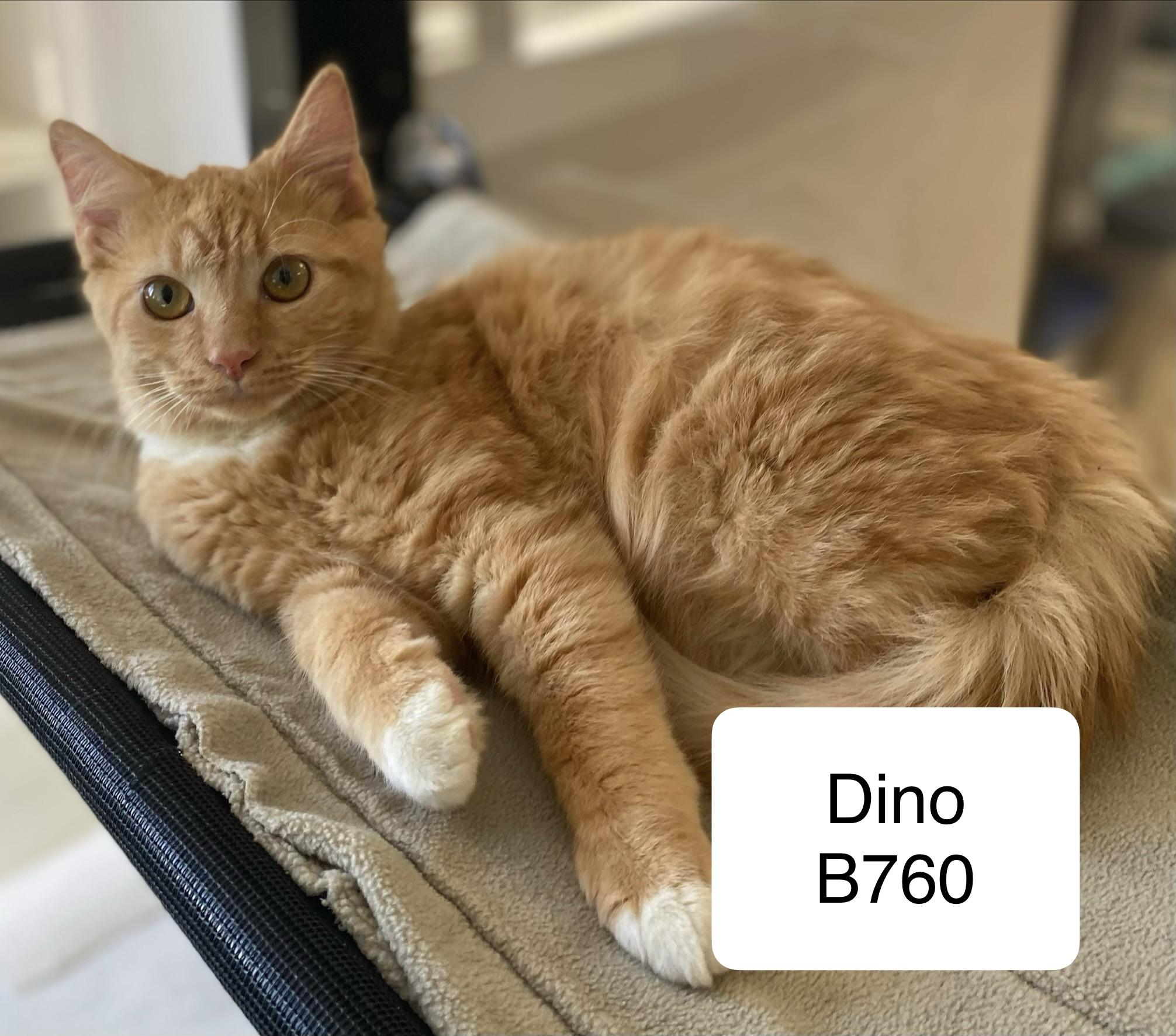 Dino