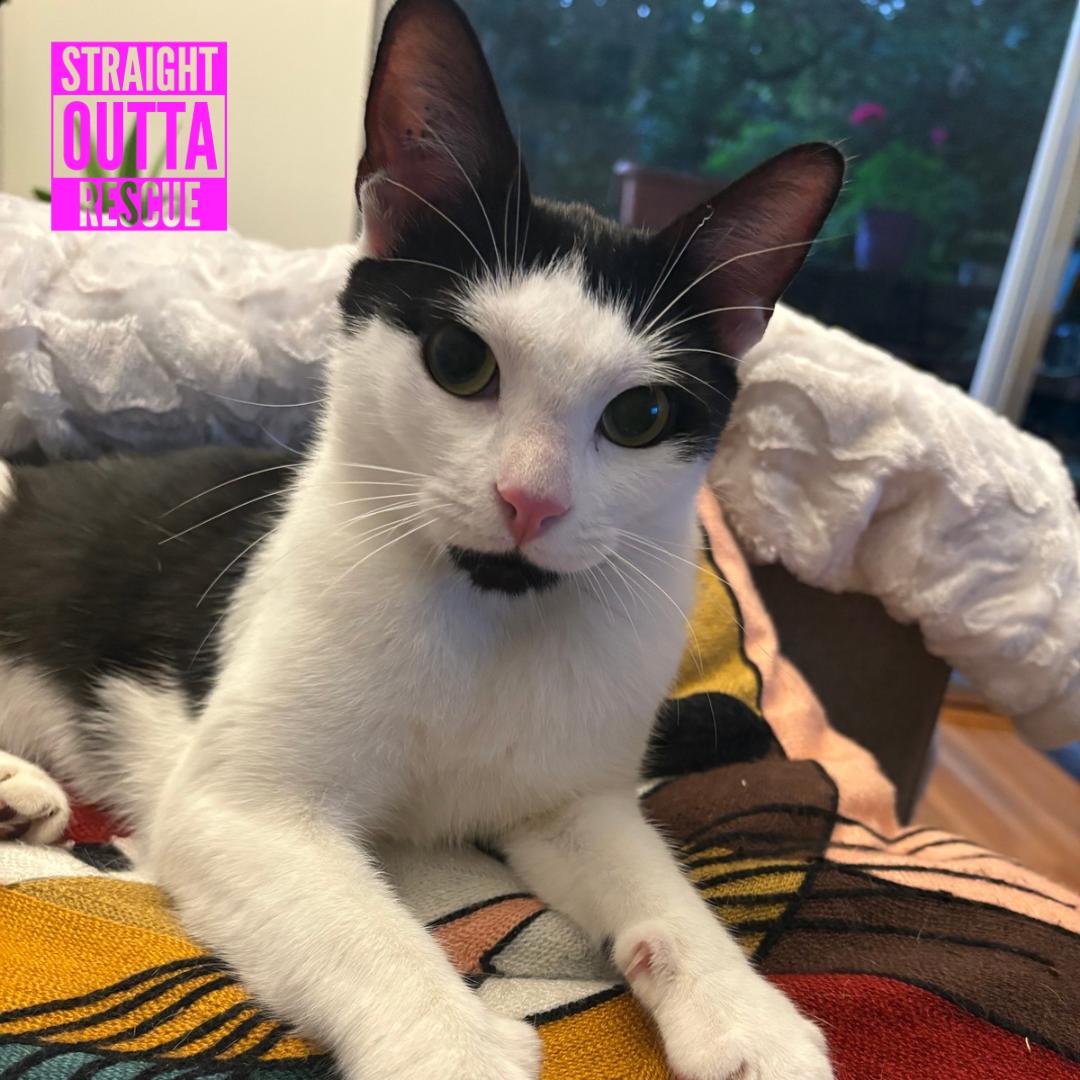 Enlarge Emery, an adopted Domestic Short Hair in Vancouver, BC image 3/5