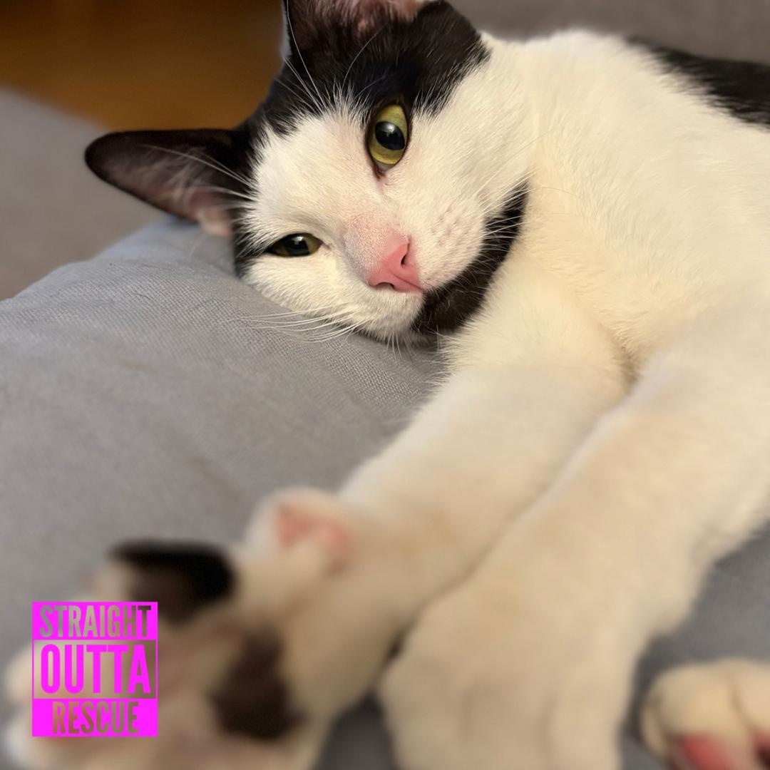 Emery, adopted, Young Female Domestic Short Hair.