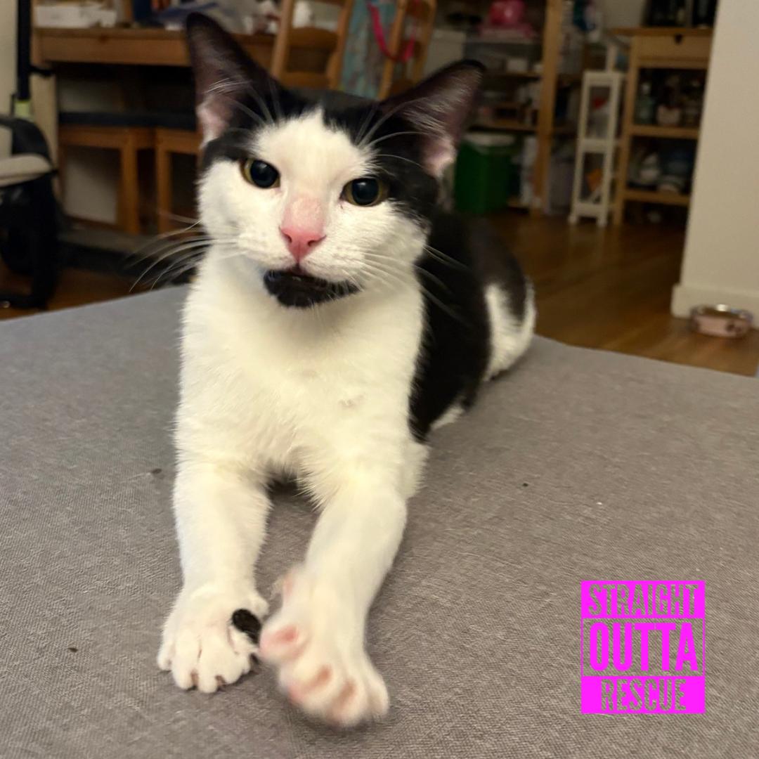 Enlarge Emery, an adopted Domestic Short Hair in Vancouver, BC image 4/5