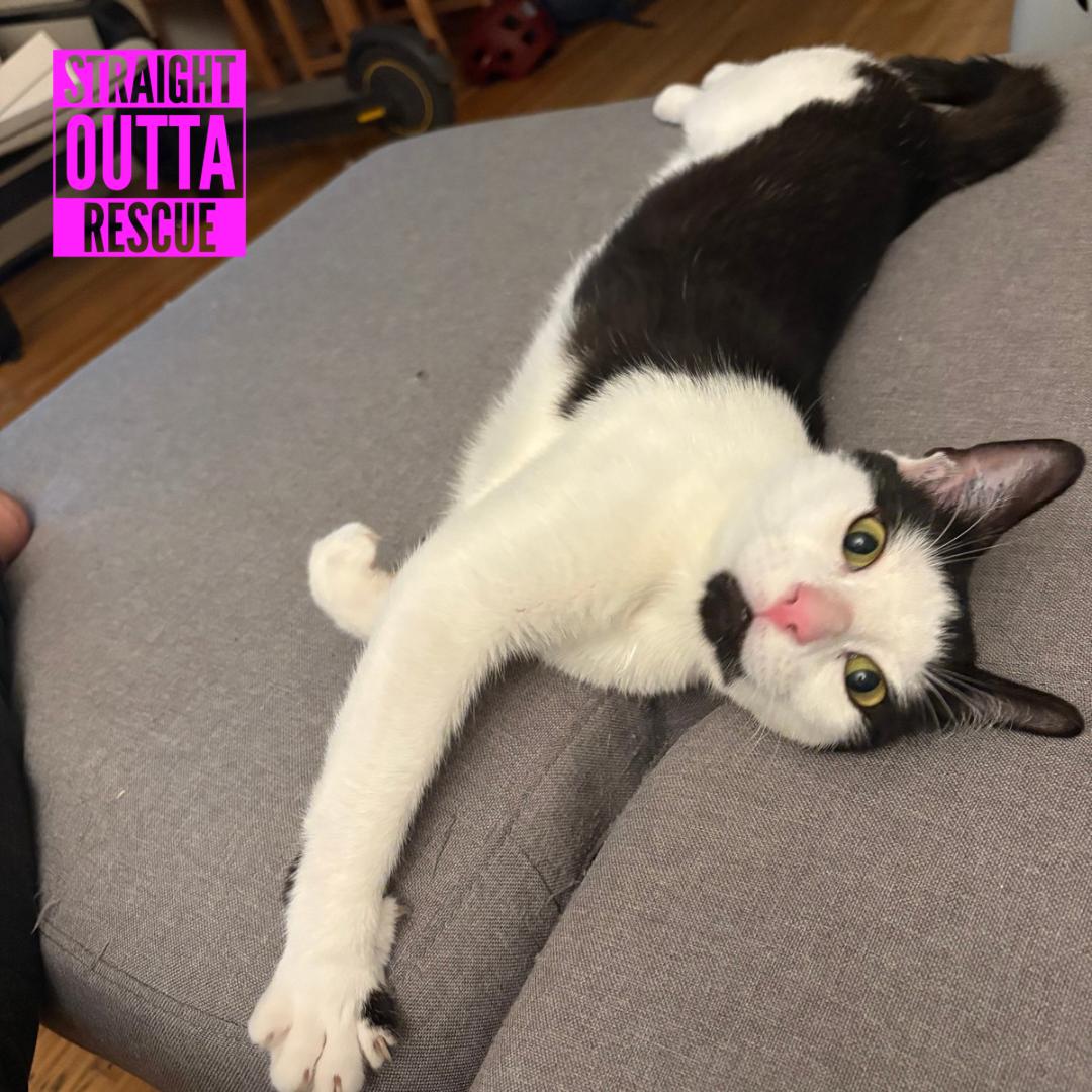 Enlarge Emery, an adopted Domestic Short Hair in Vancouver, BC image 2/5