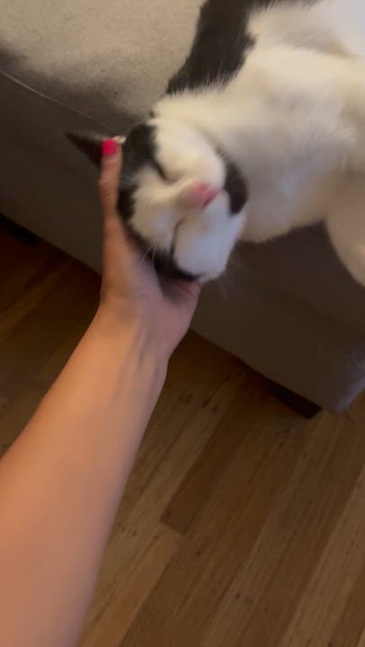 Enlarge Emery, an adopted Domestic Short Hair in Vancouver, BC video 5/5