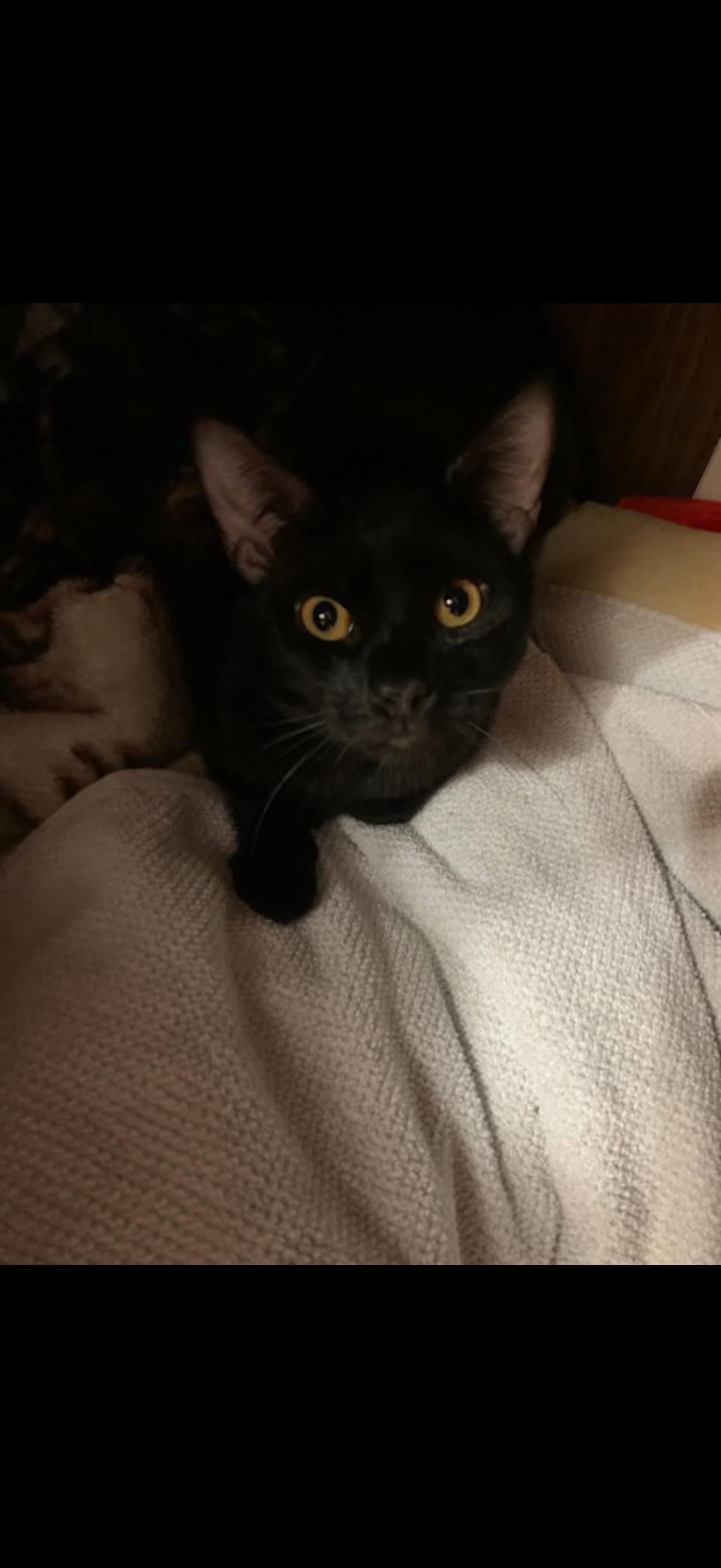 Enlarge Helsing, a ADOPTABLE Domestic Short Hair in Randolph Center, VT image 3/4