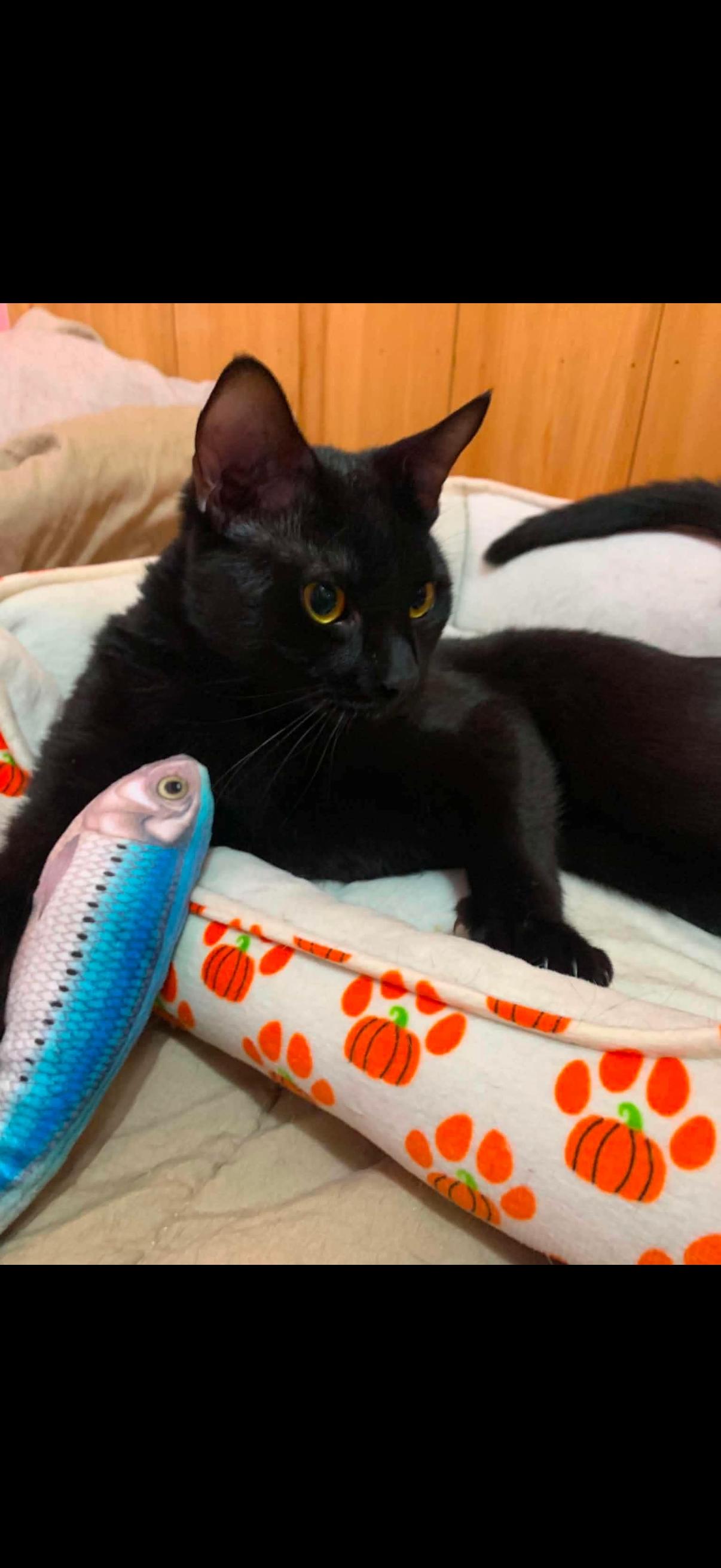 Helsing, ADOPTABLE, Young Male Domestic Short Hair.