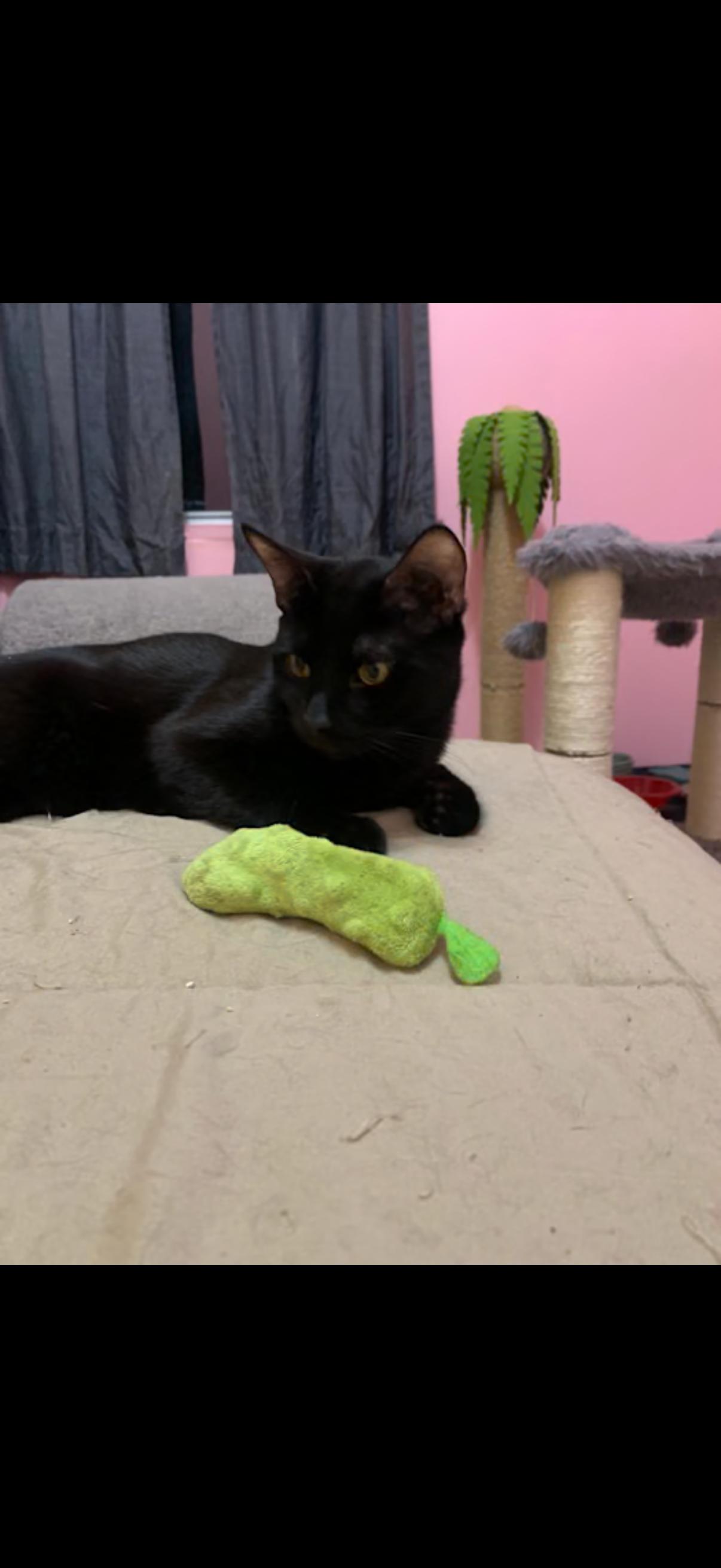 Enlarge Helsing, a ADOPTABLE Domestic Short Hair in Randolph Center, VT image 4/4