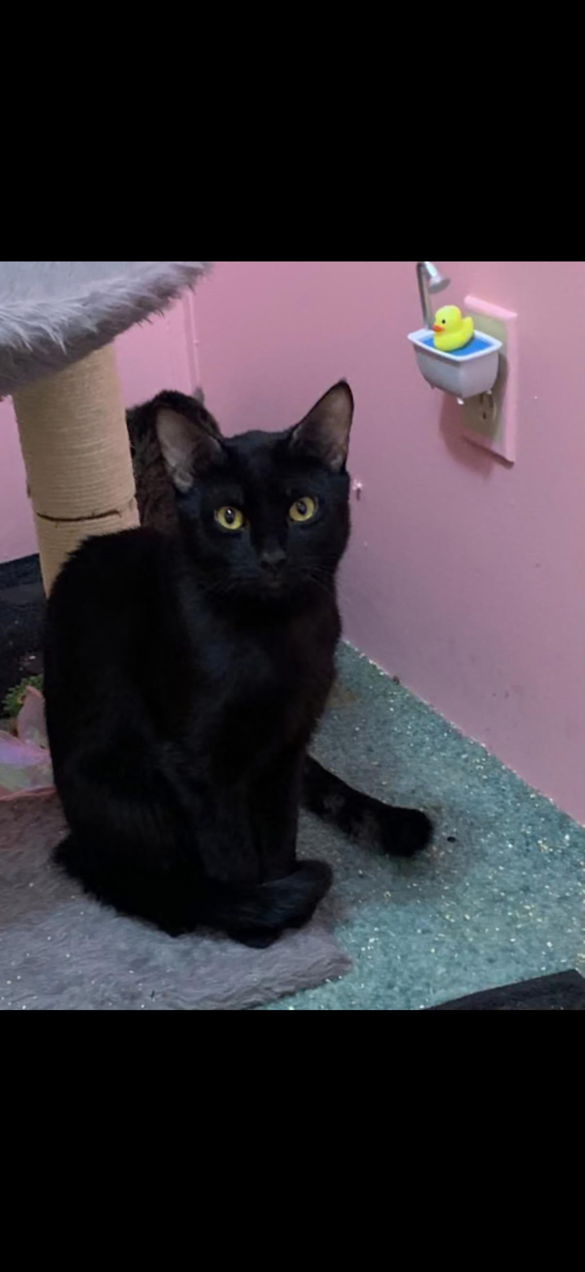 Enlarge Helsing, a ADOPTABLE Domestic Short Hair in Randolph Center, VT image 2/4