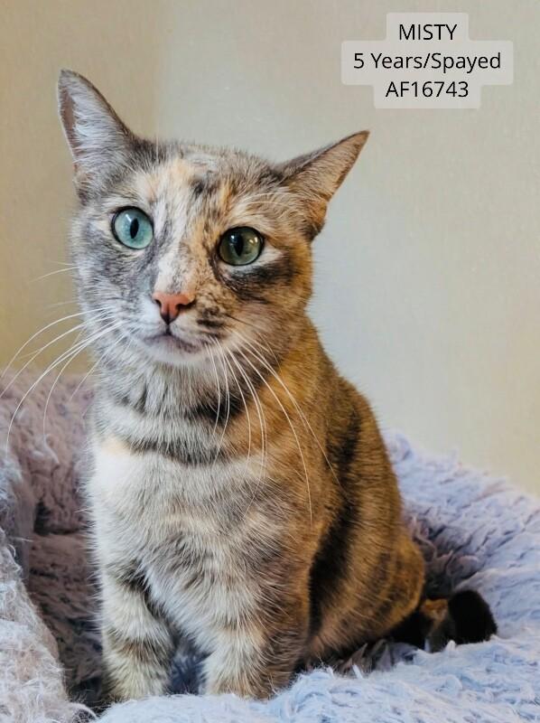 Misty, Adoptable, Adult Female Domestic Short Hair.