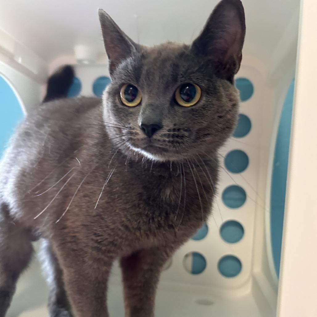 Mulan, Adoptable, Young Female Domestic Short Hair.