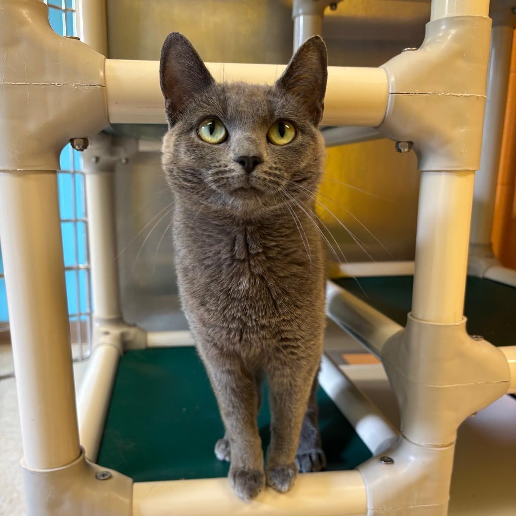 Enlarge Mulan, a Adoptable Domestic Short Hair in Roxboro, NC image 2/6
