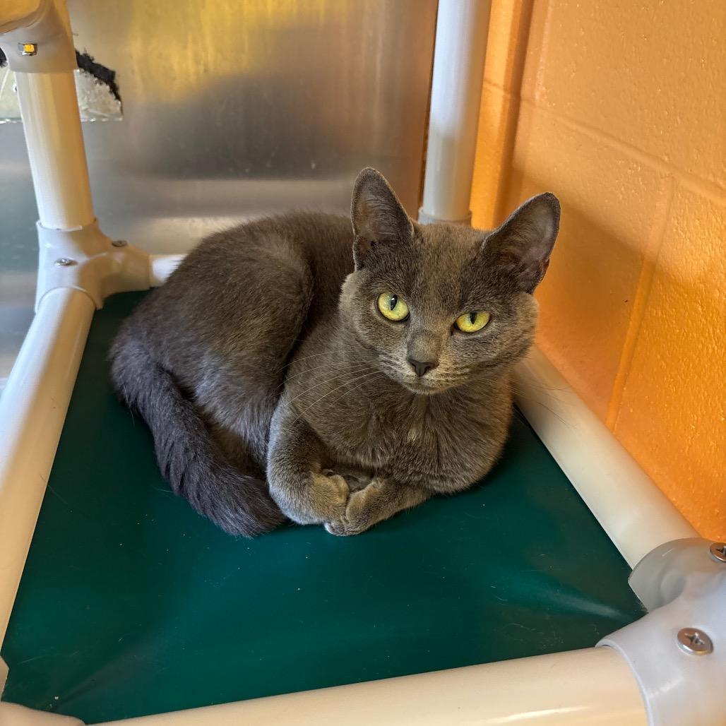 Enlarge Mulan, a Adoptable Domestic Short Hair in Roxboro, NC image 3/6