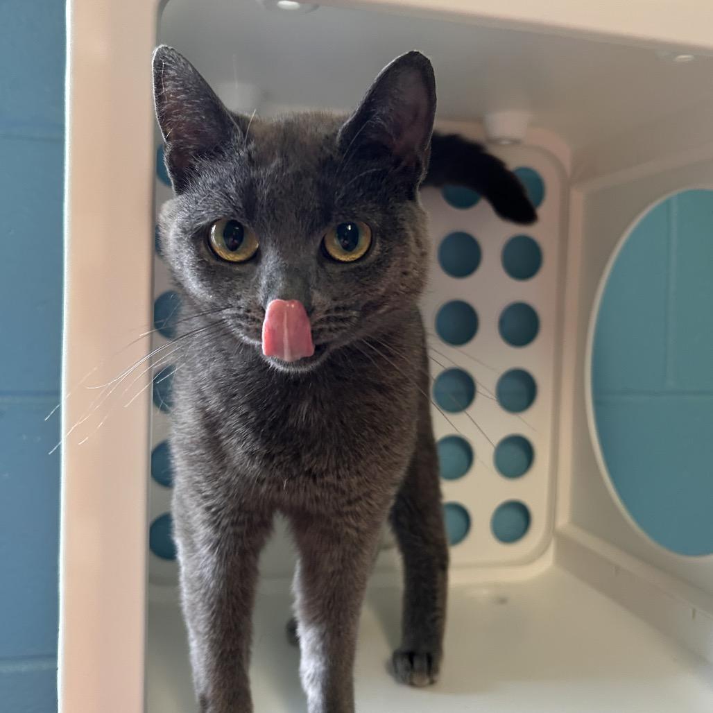 Enlarge Mulan, a Adoptable Domestic Short Hair in Roxboro, NC image 4/6