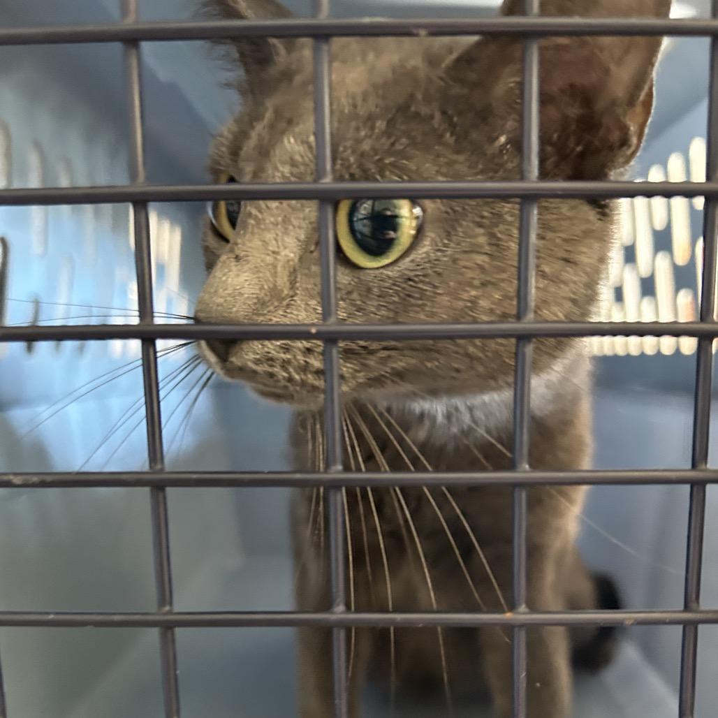 Enlarge Mulan, a Adoptable Domestic Short Hair in Roxboro, NC image 1/1