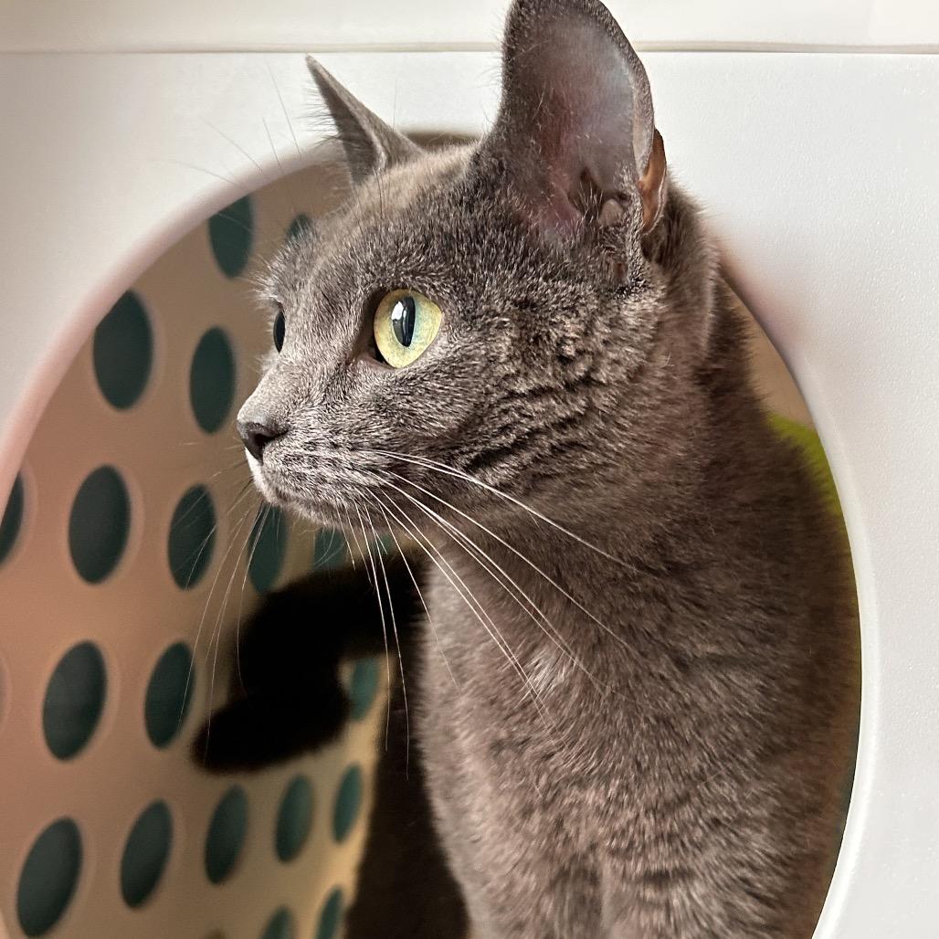 Enlarge Mulan, a Adoptable Domestic Short Hair in Roxboro, NC image 5/6
