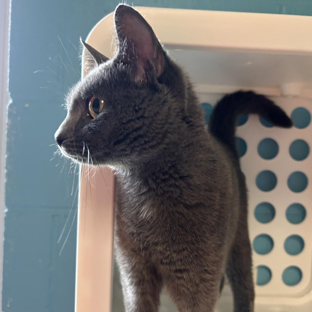 Enlarge Mulan, a Adoptable Domestic Short Hair in Roxboro, NC image 6/6