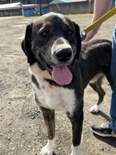 Enlarge Doogie, a ADOPTABLE mixed breed in Reedsport, OR image 5/6