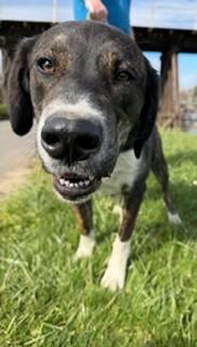 Enlarge Doogie, a ADOPTABLE mixed breed in Reedsport, OR image 4/6