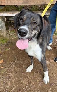 Enlarge Doogie, a ADOPTABLE mixed breed in Reedsport, OR image 6/6