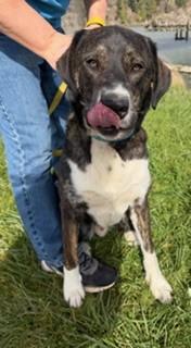 Enlarge Doogie, a ADOPTABLE mixed breed in Reedsport, OR image 1/6