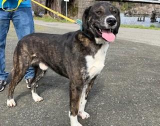 Enlarge Doogie, a ADOPTABLE mixed breed in Reedsport, OR image 2/6
