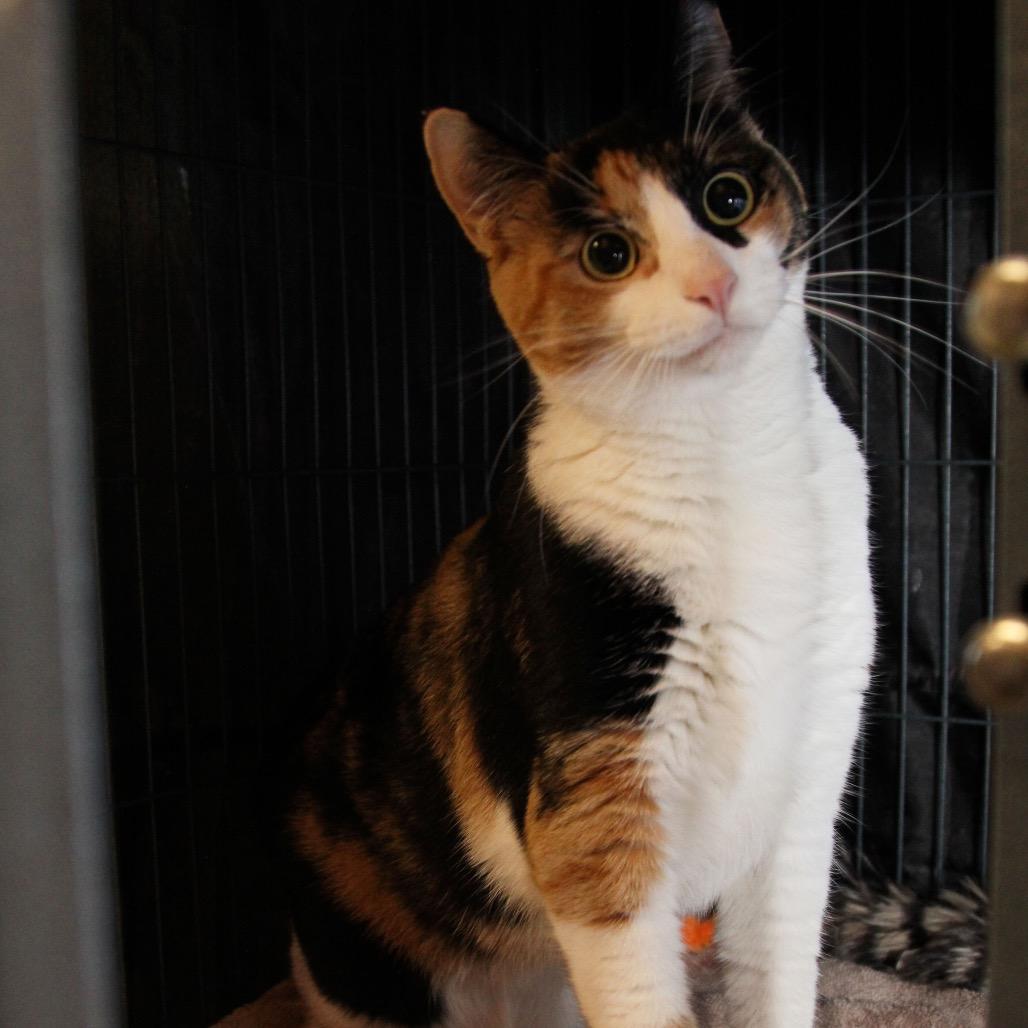 Caramel, a Adoptable Domestic Short Hair in Mooresville, NC image 1/3