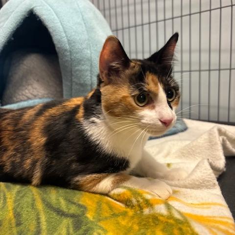 Caramel, a Adoptable Domestic Short Hair in Mooresville, NC image 2/3