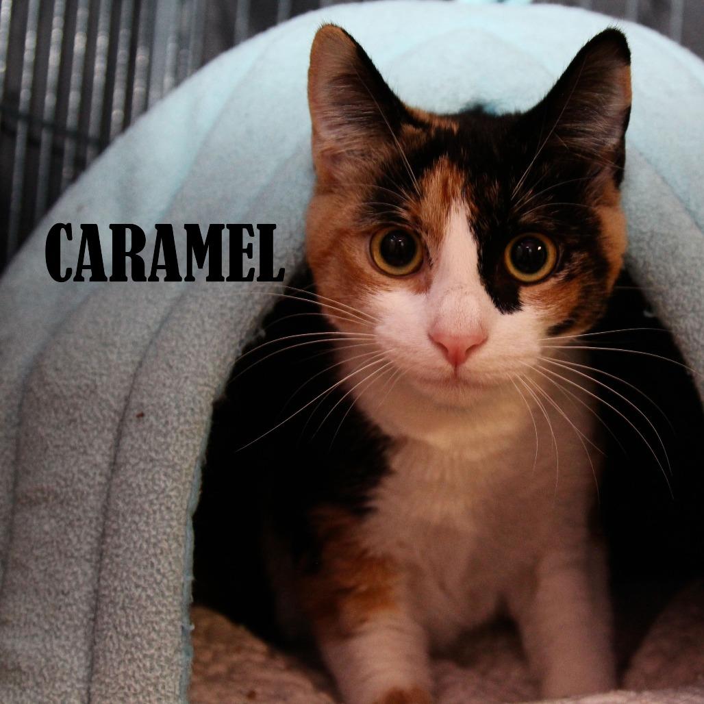 Caramel, a Adoptable Domestic Short Hair in Mooresville, NC image 3/3