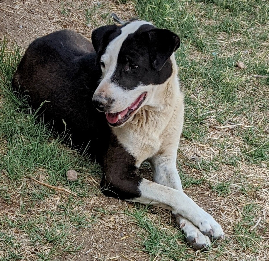 PLUTO, Adoptable, Adult Male Australian Shepherd.