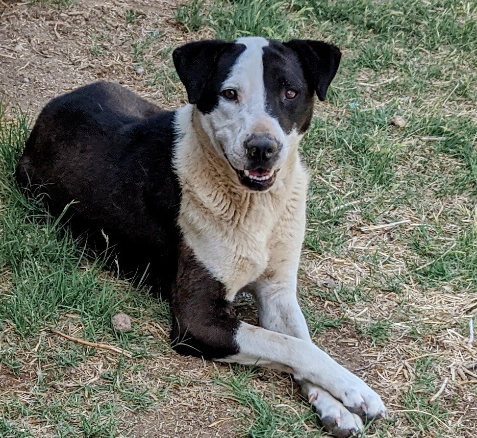 PLUTO, a Adoptable mixed breed in Pena Blanca, NM image 3/6