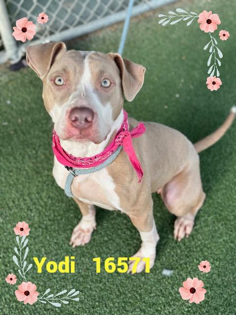 YODI, Adoptable, Adult Female Pit Bull Terrier.