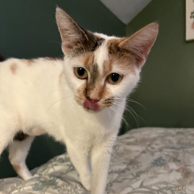 Lyric, Adoptable, Adult Female Domestic Short Hair.