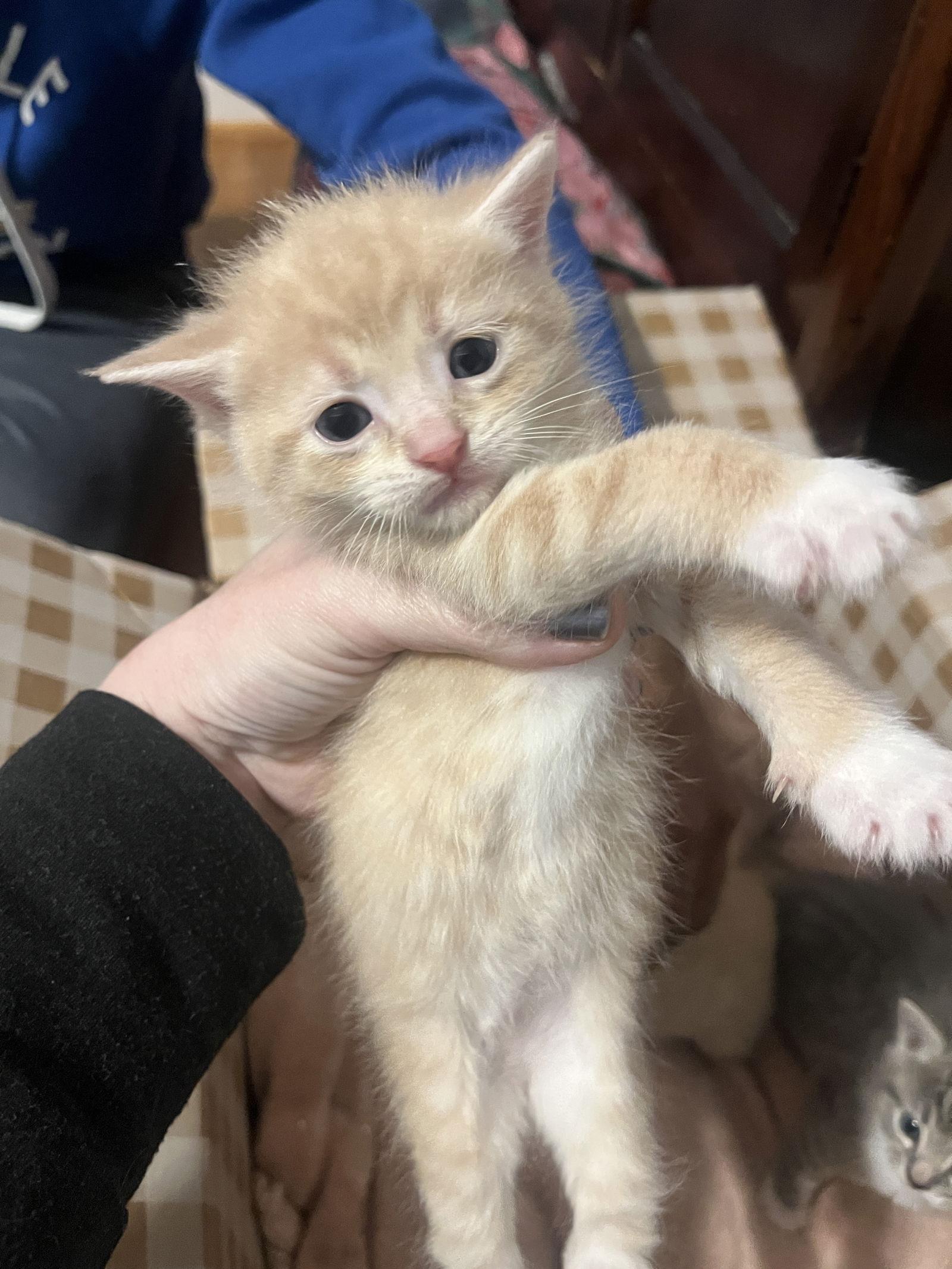 *Virginia, Adopted, Kitten Female Domestic Short Hair.