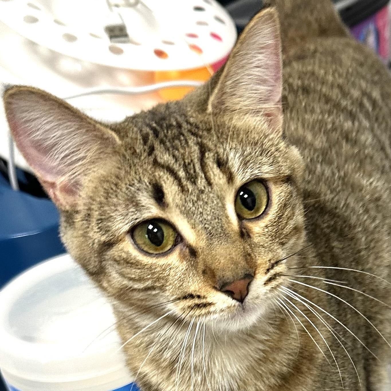 Georgia O'Keefe, Adoptable, Kitten Female Domestic Short Hair.