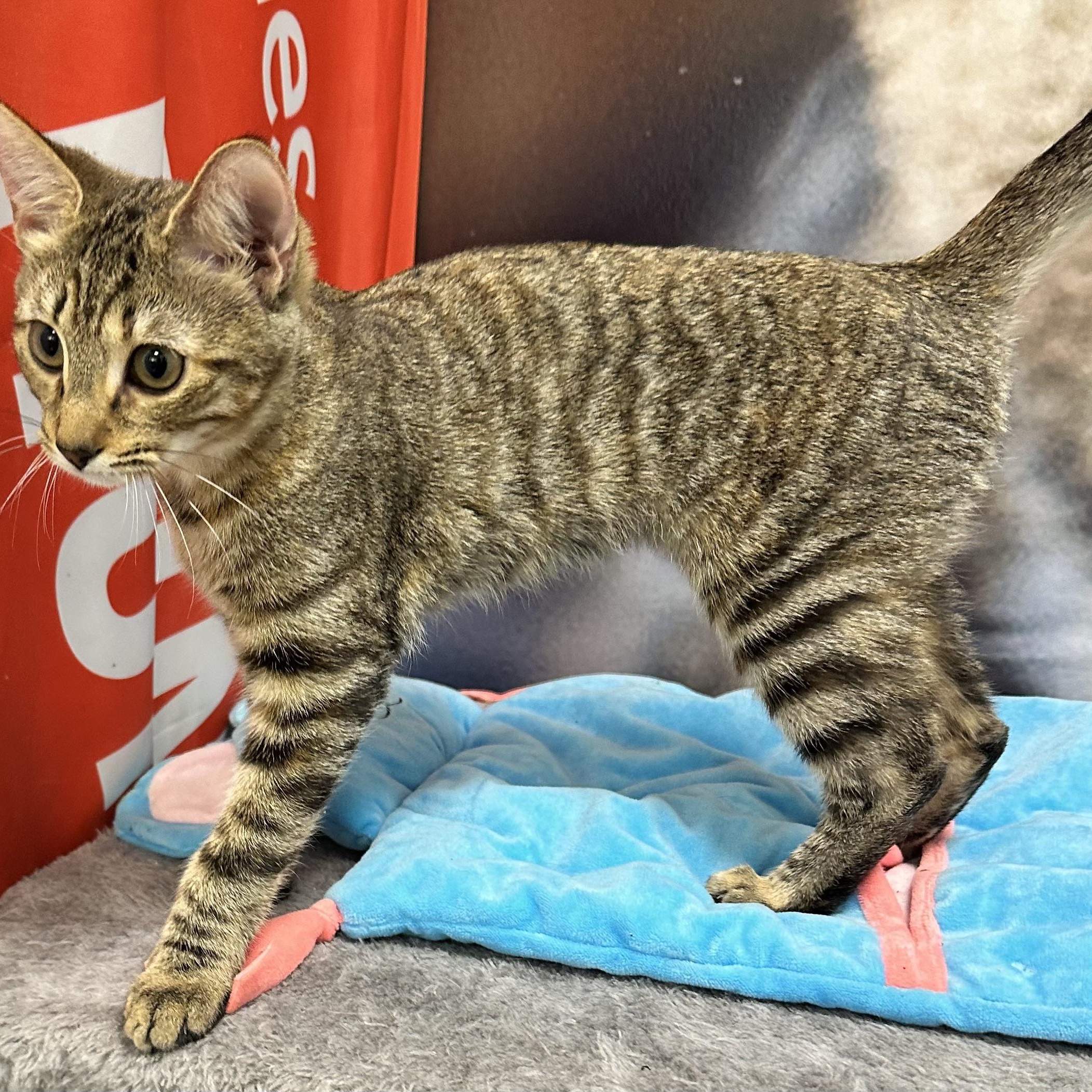 Enlarge Georgia O'Keefe, a Adoptable Domestic Short Hair in Beaufort, SC image 4/6